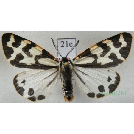 Parasemia plantaginis (Linnaeus, 1758) form white Niedźwiedziówka babkówka, misiówka czwórka Poland21e